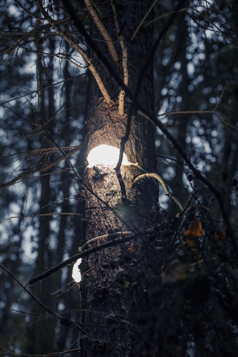 Lampy Huby oświetliły Park Leśny w Gdyni. Energię czerpią ze słońca