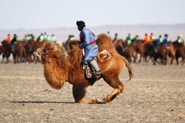 The Wider Image: Mongolia's camel festival