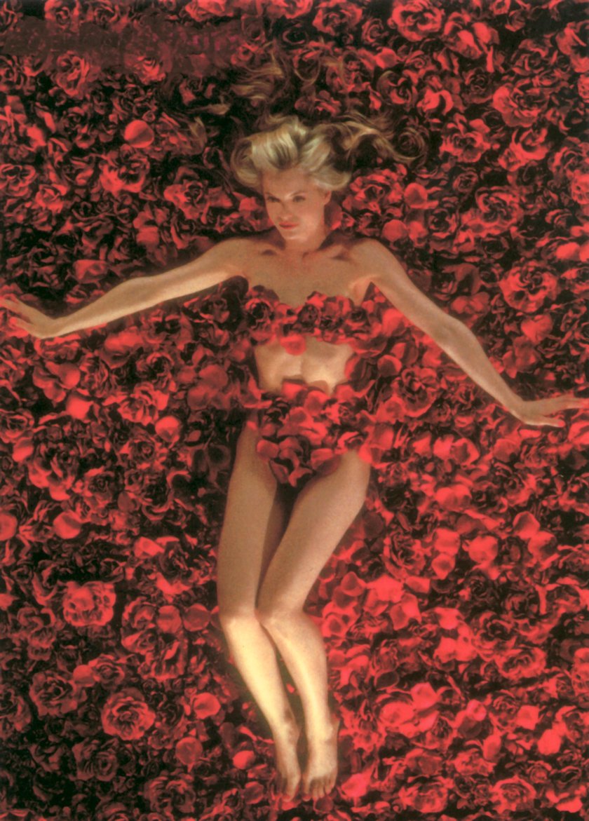 American Beauty scena z różami