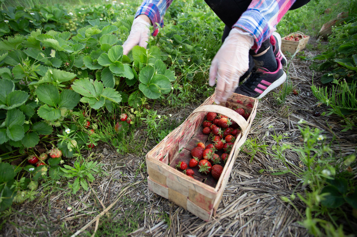 Plantatorzy truskawek szykują protest. Bo ceny są za niskie