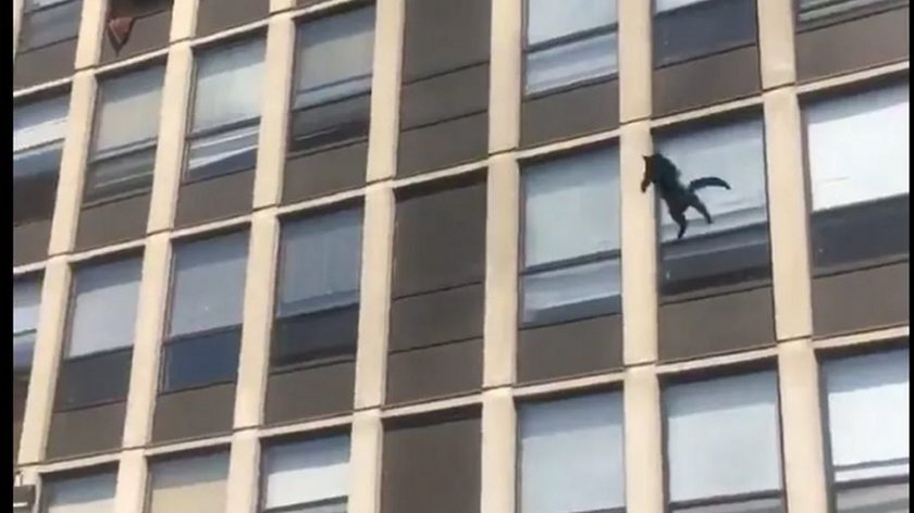 Chicago. Podczas pożaru kot skoczył z piątego piętra, żeby ratować swoje życie