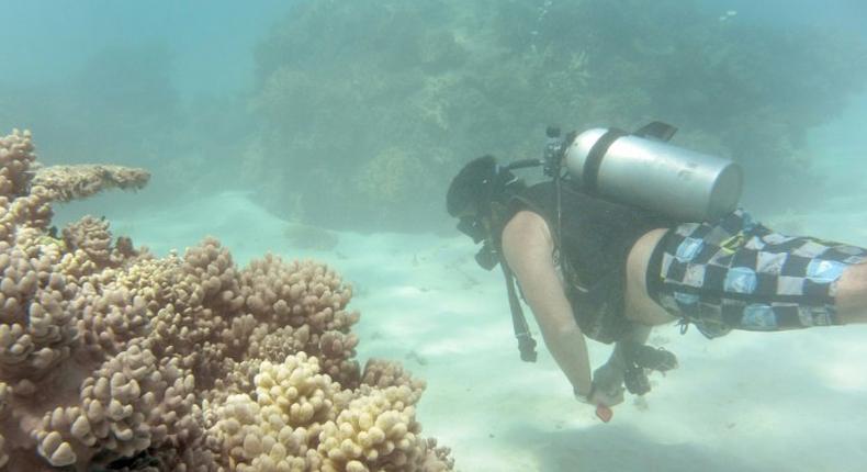 Prior to the record mass bleaching in 2016, the coral had a few years between episodes to recover