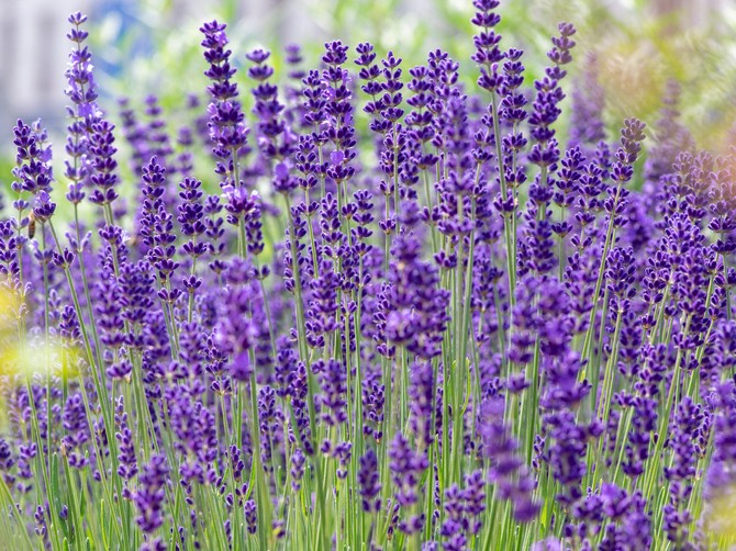 Lavanda