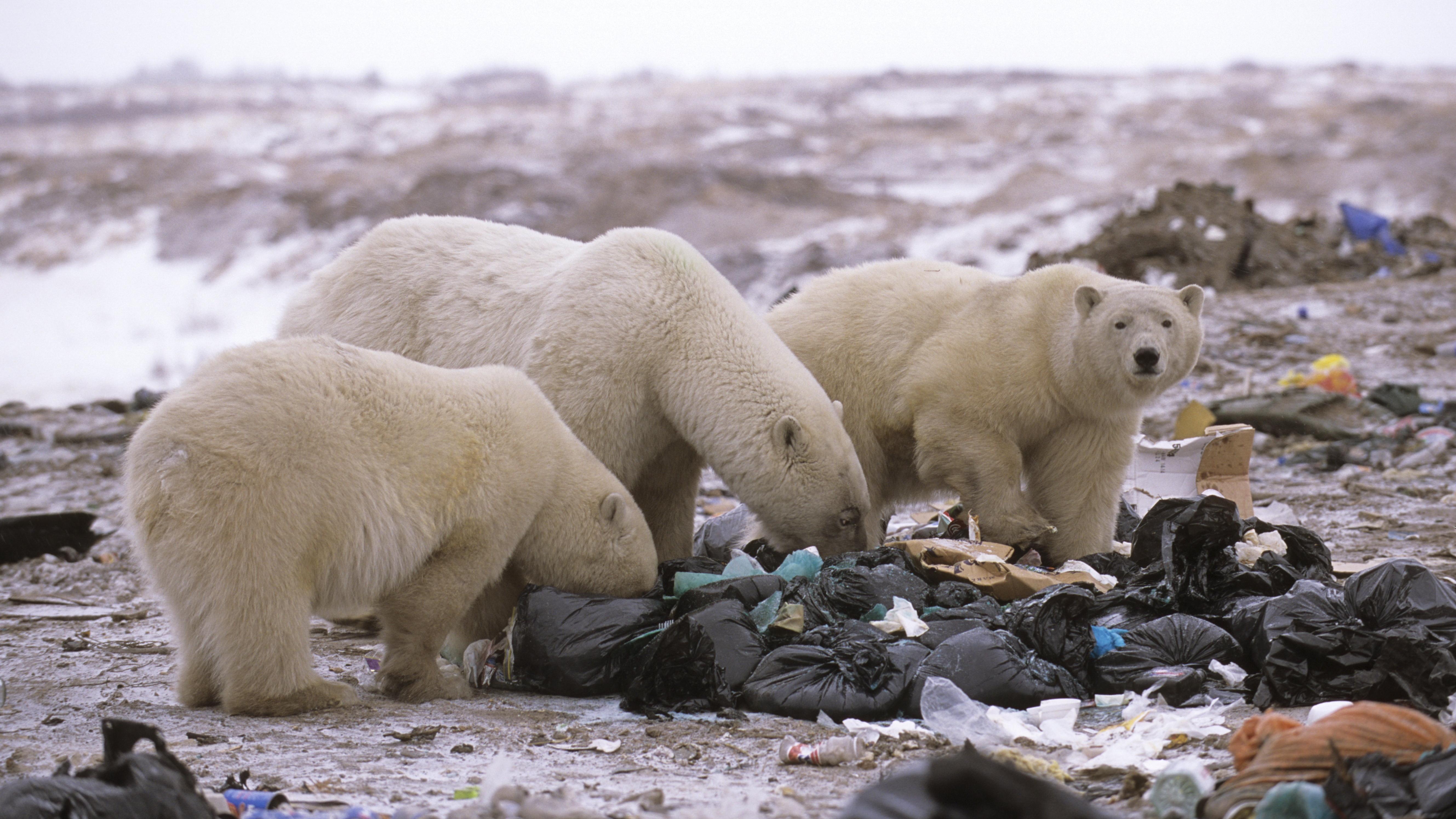 Niedźwiedzie polarne mogą wyginąć. Grozi im śmierć z głodu - Kobieta