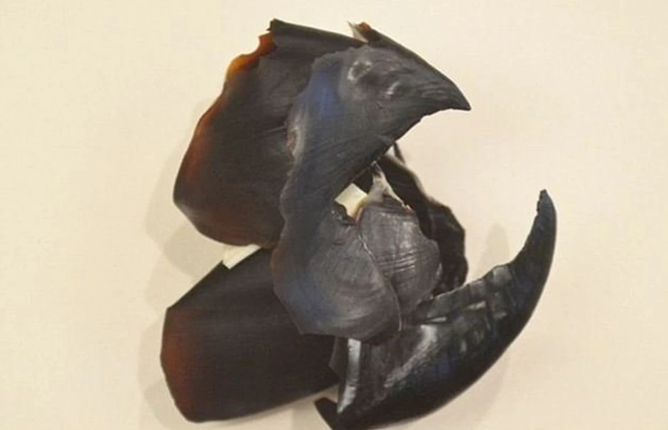 Jedno od "umetničkih dela" s gomile smeća drevne džinovske hobotnice