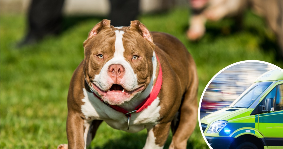American Bully zaatakował noworodka w Doncaster – policja interweniuje
