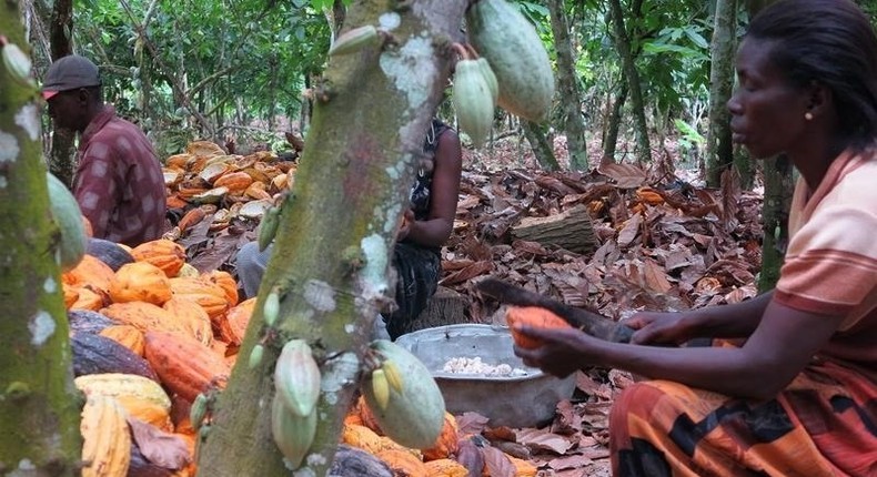 Farmers break cocoa pods in Ghana's eastern cocoa town of Akim Akooko September 6, 2012.    REUTERS/Kwasi Kpodo