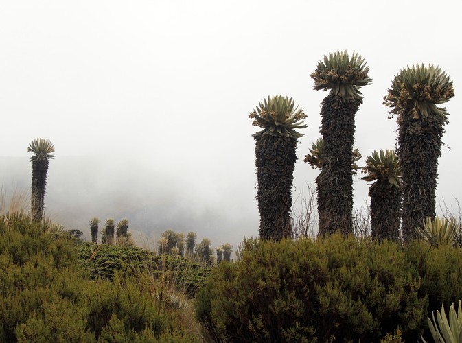 Kolumbia - Laguna del Otun