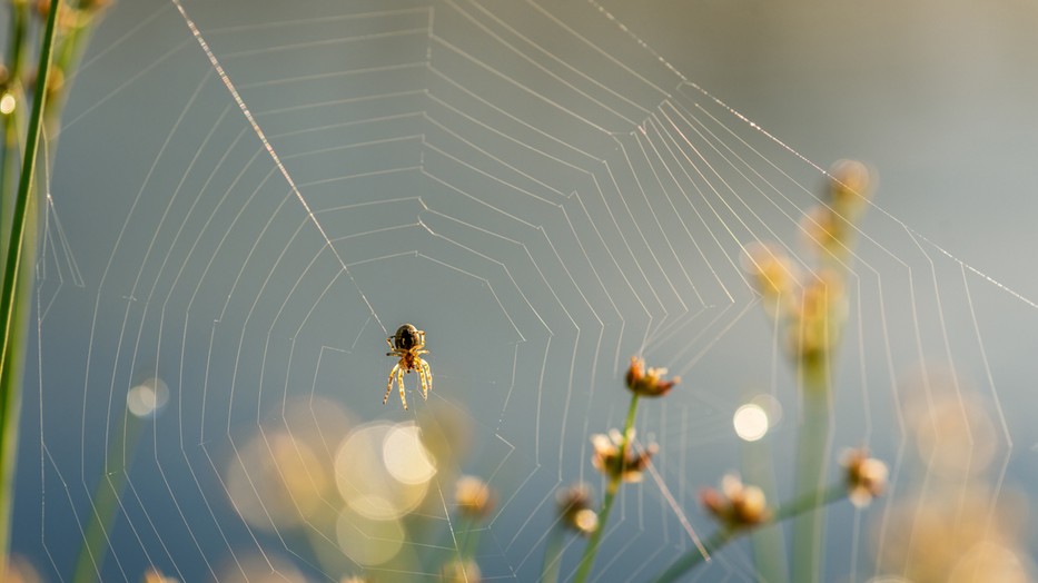 Fotó: Norhtfoto