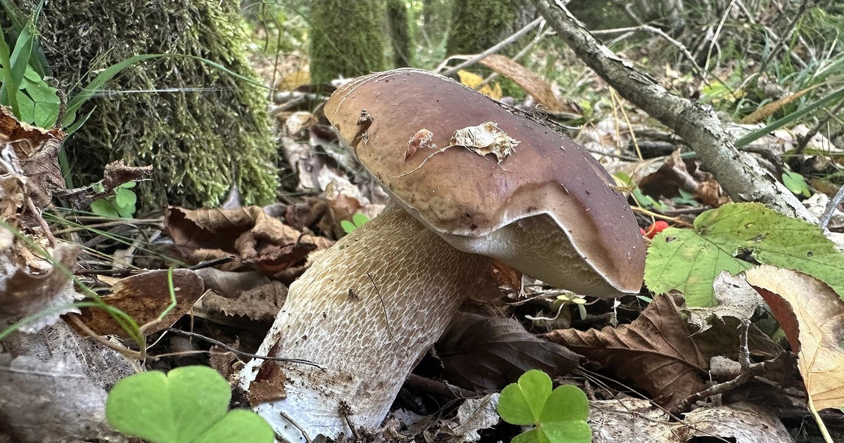 Wynosili prawdziwki skrzynkami z lasu. Grzybiarze grzmią o ograniczeniu zbiorów