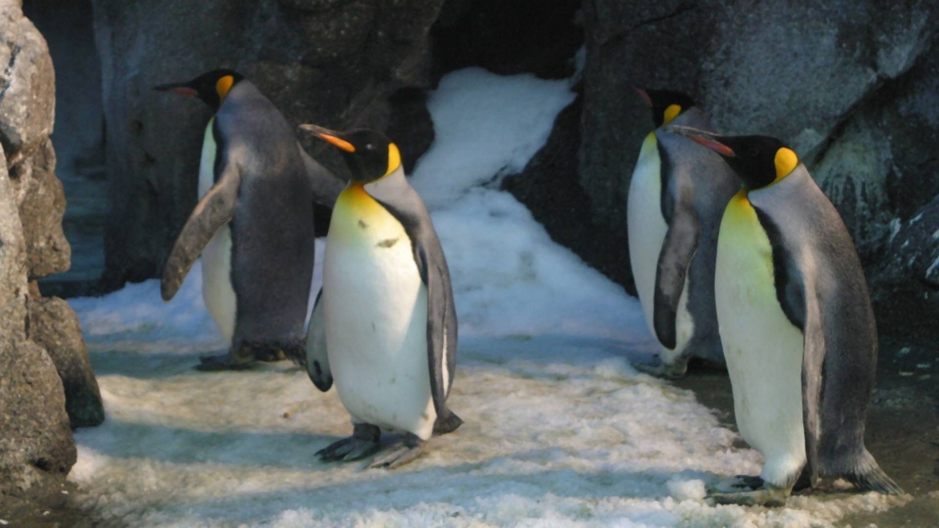 Párik homosexuálnych tučniakov spôsobil chaos v ZOO. Ujal sa nechceného mláďaťa