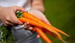 Metale ciężkie i pestycydy w warzywach i owocach z działek – wyniki badań komentuje ekspertka IOŚ-PIB