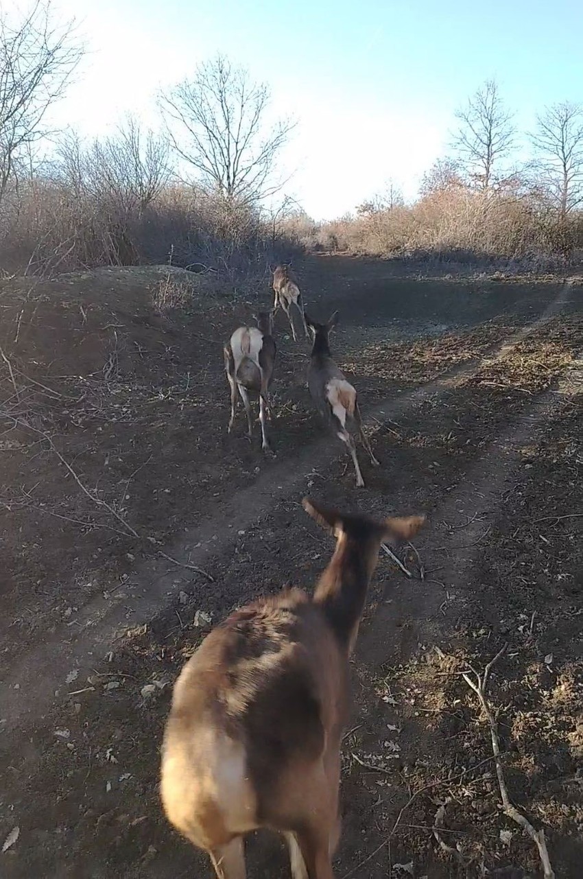 Jeleni pušteni u lovište "Nišava"