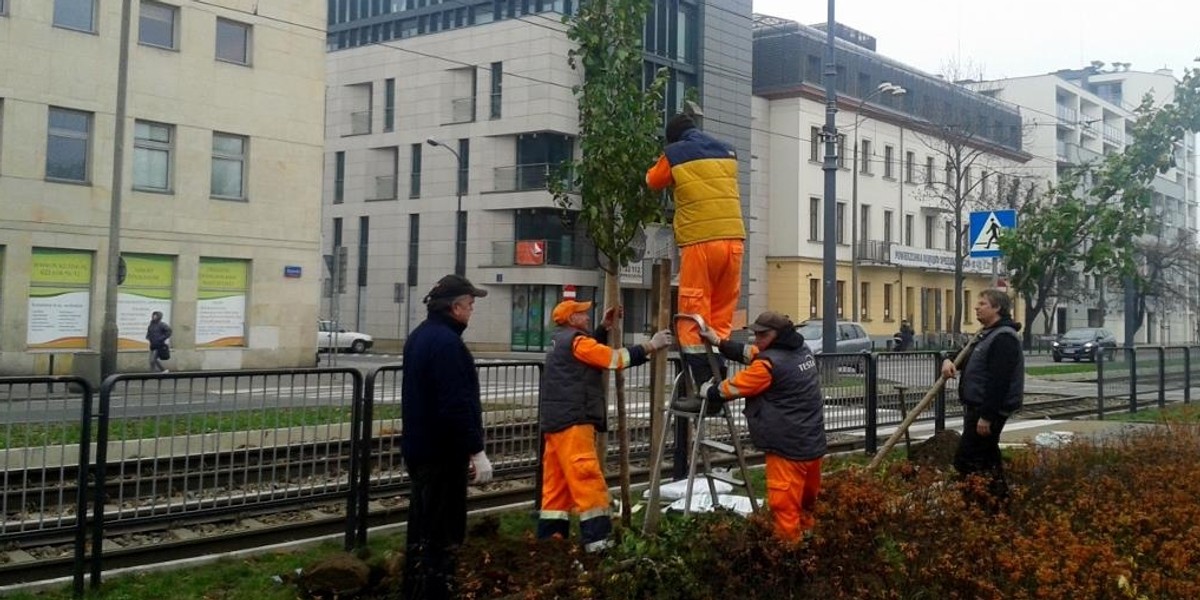 Urzędnicy sadzą drzewa