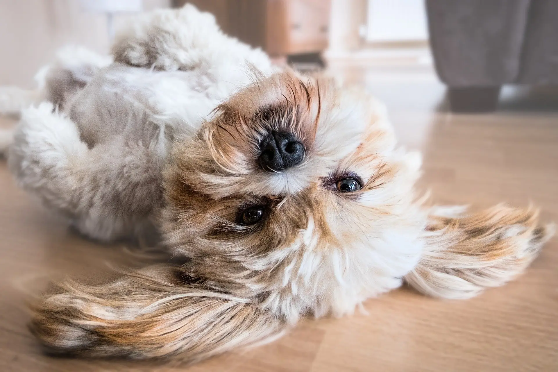 Hund
