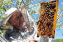 Wielu mieszkańców Beskidu Wyspowego zajmuje się hodowlą pszczół. Pszczelarz Jan Lupa z miejscowości Glisne, przy pracy.
