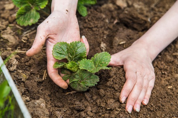Zlatna jagoda hit u poljoprivredi: Cena ide i do 1.800 po kilogramu, proizvođači beleže visoku zaradu