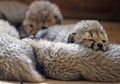 Młode gepardy w śląskim zoo