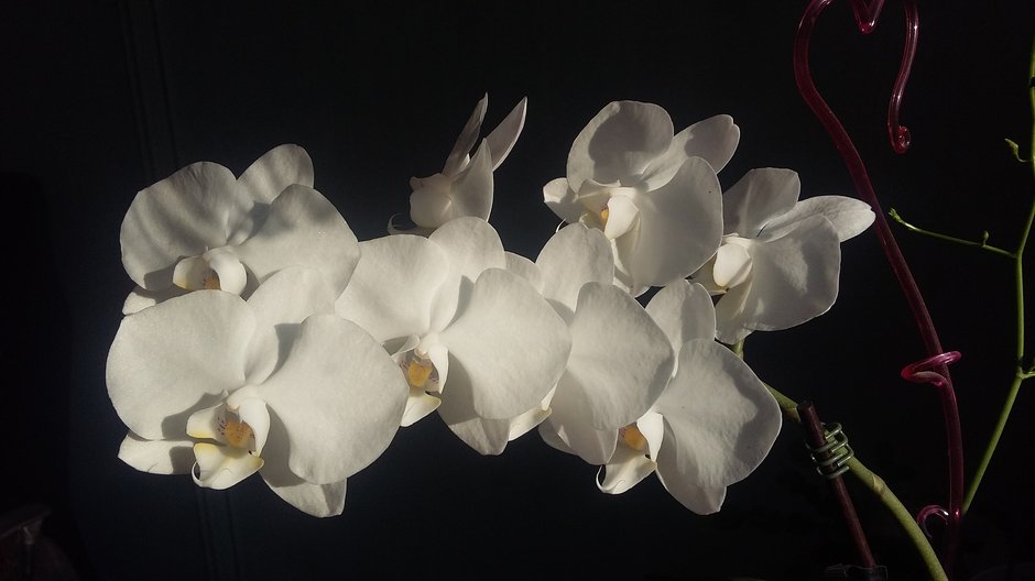 Phalaenopsis - Nat_Ali/pixabay.com