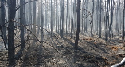 Tragedia pod Świeciem. Ściągnięto nawet samoloty! Wszystko przez trzech małych chłopców