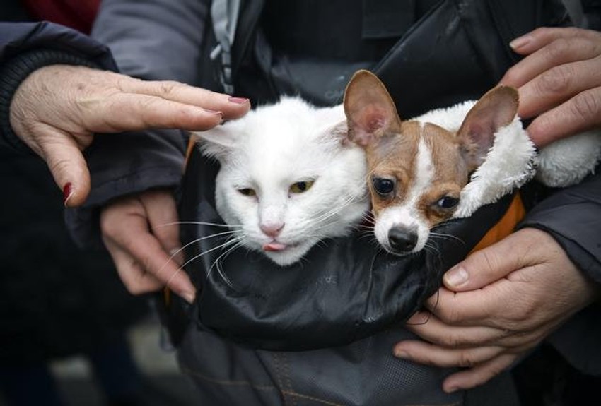 Preminulog kućnog ljubimca "vraćaju" u obliku savršene kopije