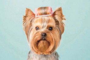 Yorkshire terrier, popularny york.