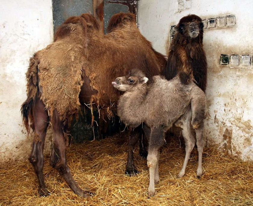 UWAGA! Oto najgorsze polskie zoo. Higiena woła o pomstę do nieba!