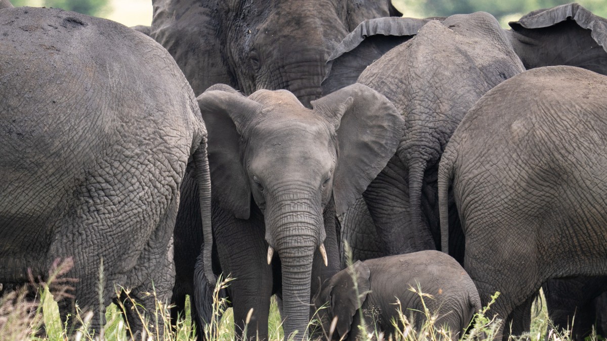 Ilustracija: slonovi