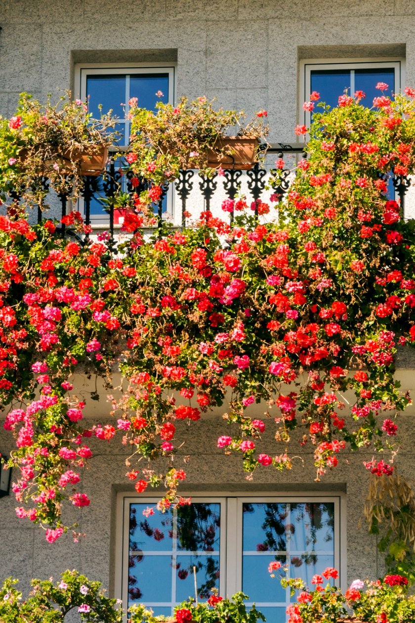 Pelargonie