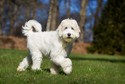 Labradoodle to labrador skrzyżowany z pudlem