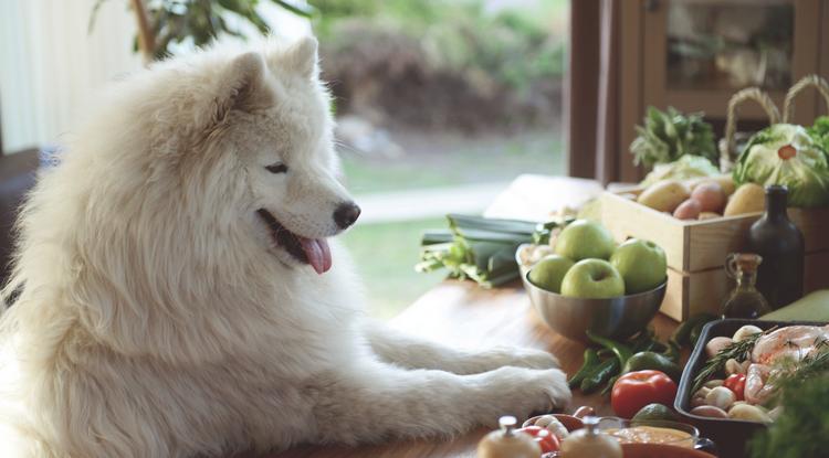 Ezek a gyümölcsök tiltólistásak a kutyáknak Fotó: Getty Images
