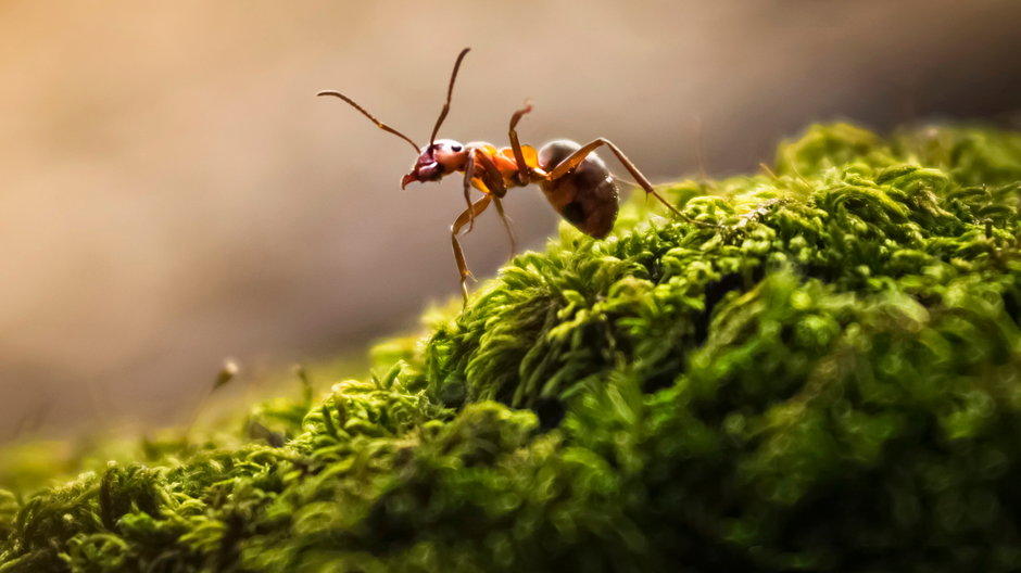 Mrówcze feromony — tajna broń w walce z kleszczami