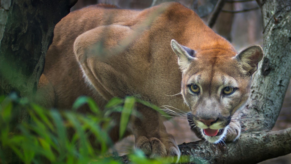 Pszczyna: puma widziana przez mieszkańca, policja sugeruje ostrożność