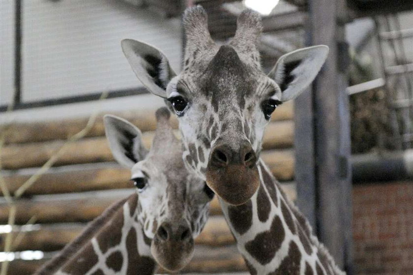 Nowe żyrafy we Wrocławskim zoo