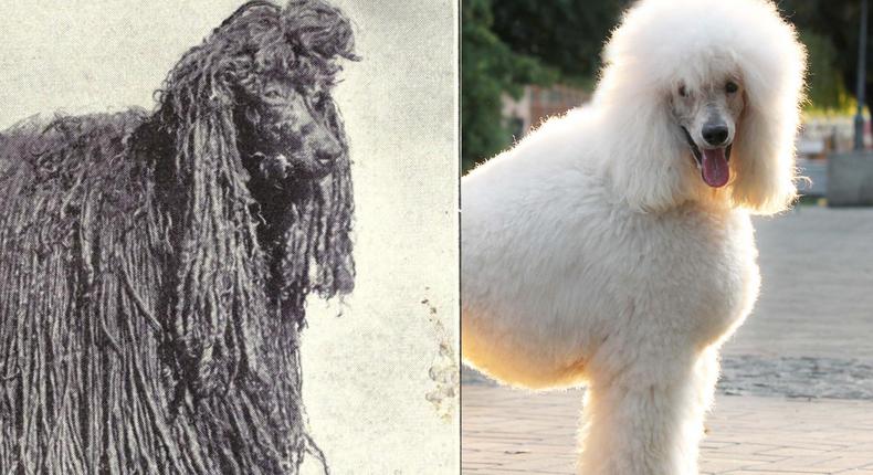 Poodle before after 100 years