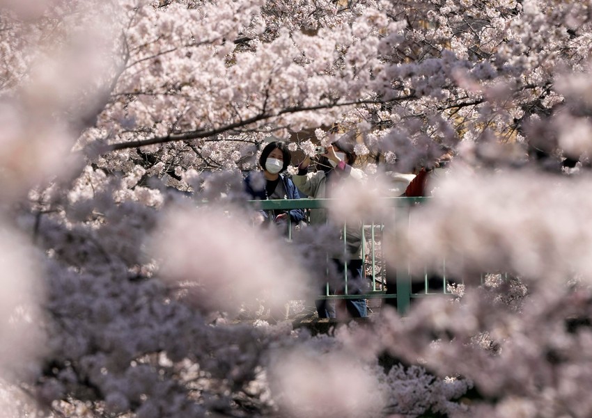 Cvat trešanja u Tokiju