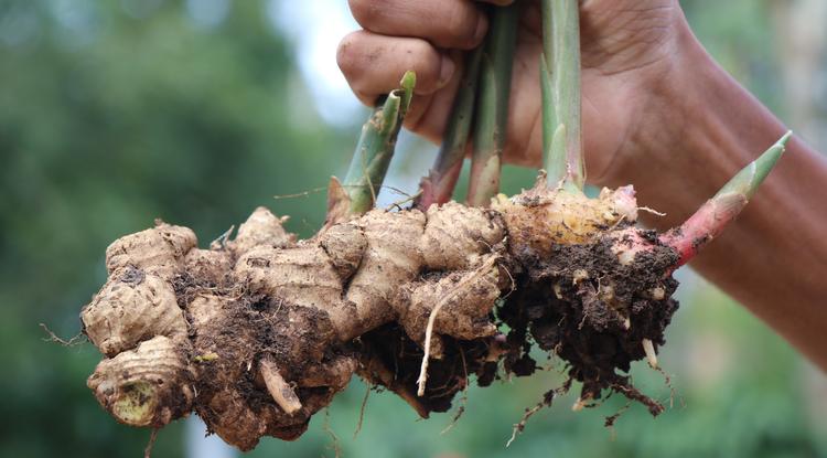 Ilyen egyszerűen termeszthetsz otthon is gyömbért Fotó: Getty Images