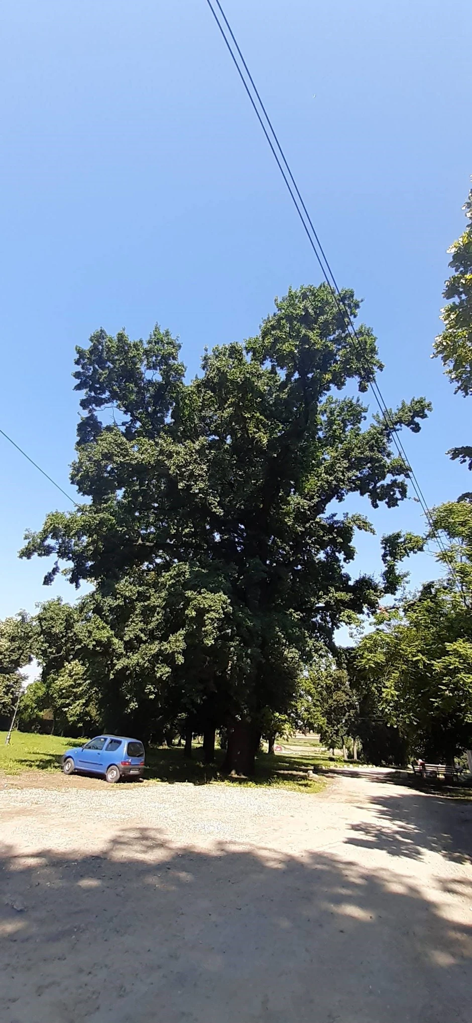 Hrast lužnjak na Petrovaradinskoj tvrđavi