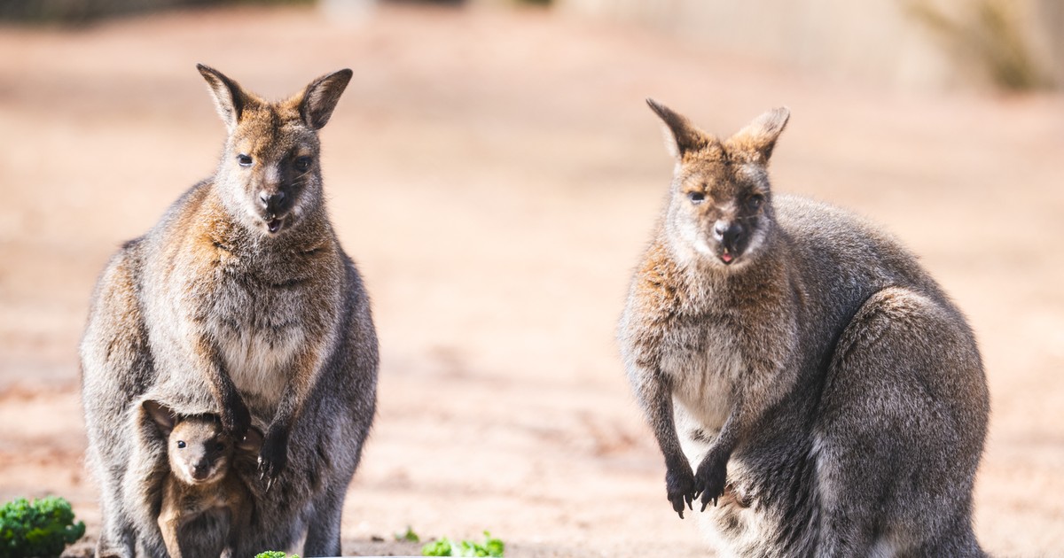 Małe już wyglądają z torby mam!