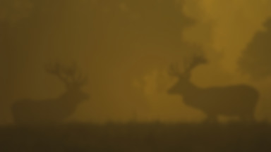 Bieszczady: trwa rykowisko jeleni