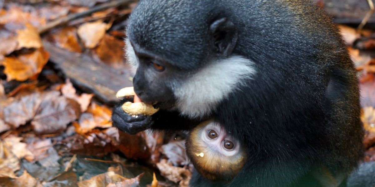 Nowi mieszkańcy wrocławskiego ZOO