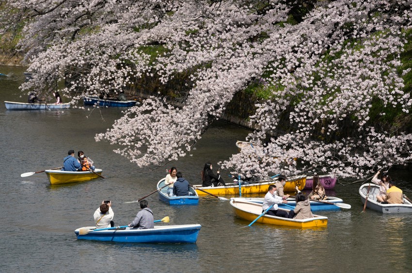 Cvat trešanja u Tokiju