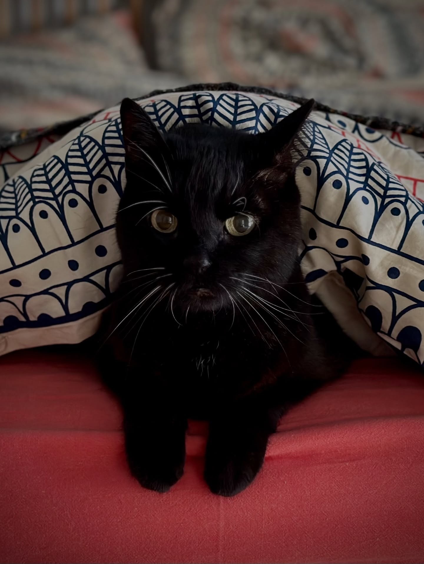 Martin „Pyco“ Rausch sa vyrovnáva so smrťou mačičky Titti.