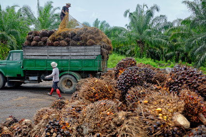Największy na świecie eksporter oleju palmowego wstrzymuje sprzedaż