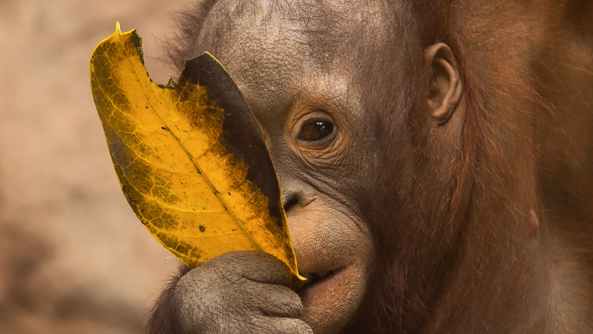 Martyna Wojciechowska opublikowała wymowne zdjęcie człowieka i orangutana