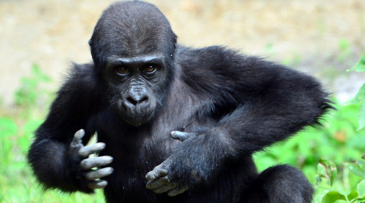 A gorillakislány az apját is bosszantja, olykor a mellét döngeti a nagy hímnek /Fotó: Fővárosi Állat- és Növénykert