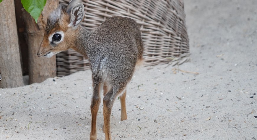 Młody dikdik jest śliczny