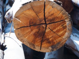 Wycinka drzew: Gminy będą mogły objąć szczególną ochroną jabłonie