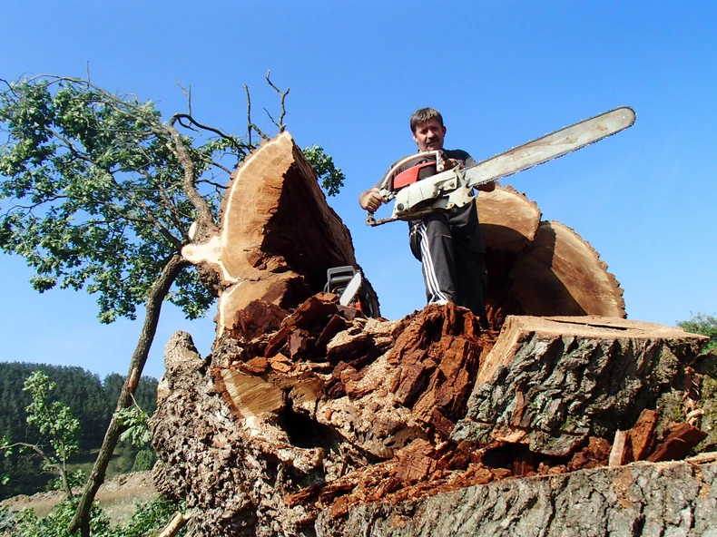 Kakve kletve, kakvi bakrači u 21. veku! Ako pošteno činiš, neće ti se vratiti loše, kaže Dragan Jovčić, koji je isekao sveto savinačko drvo