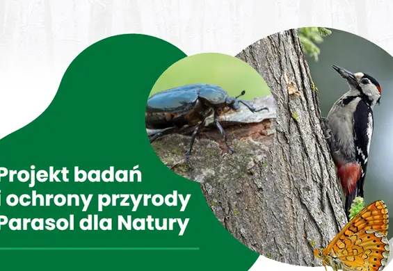 Natura pod parasolem ochronnym Dafi